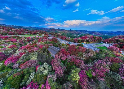 चीनका पहाडहरुमा रंगीचंगी लालीगुराँसको रमिता (फोटो फिचर)
